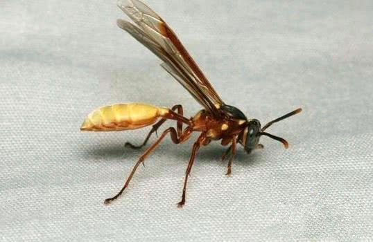 這顆向日葵千萬(wàn)不要碰，一旦被蟄到直接會(huì)要命