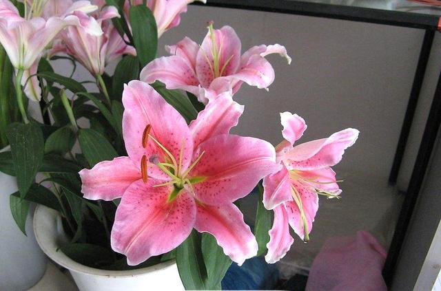 養(yǎng)這5種球根花卉，年年開(kāi)花爆盆