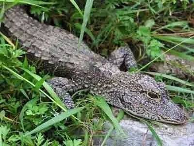 保持生物多樣性 守護逐漸消失的生物樂園
