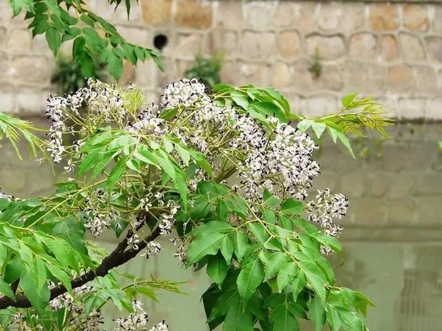 苗木市場需求已經大變臉