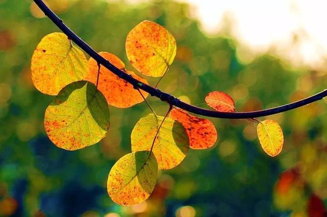 苗木市場需求已經大變臉