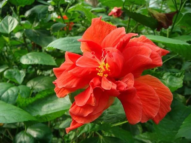 苗木市場需求已經大變臉