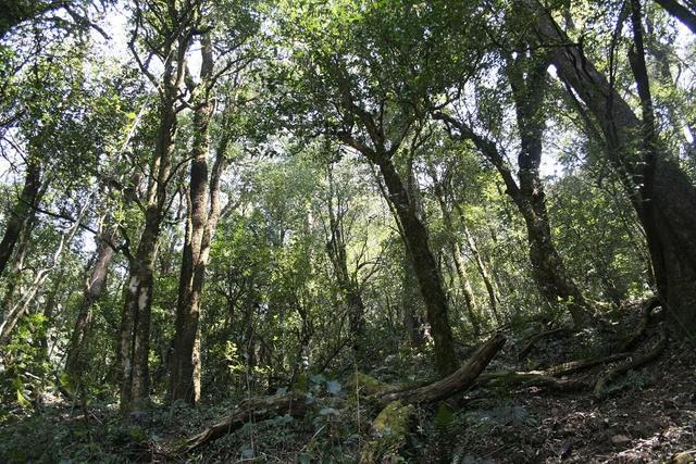 野生茶、臺地茶、喬木茶、古樹茶都是指什么