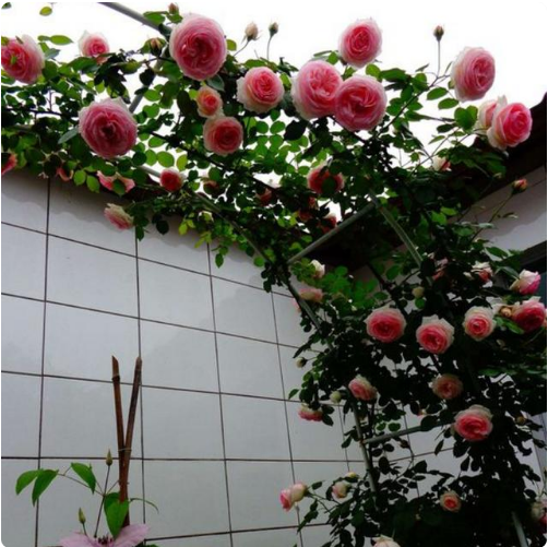 9種花卉爬藤能爬滿墻,美不勝收