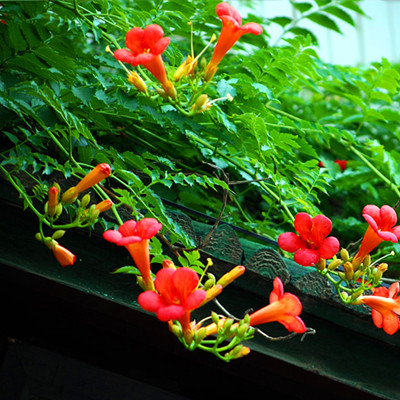 9種花卉爬藤能爬滿墻,美不勝收