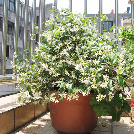 9種花卉爬藤能爬滿墻,美不勝收