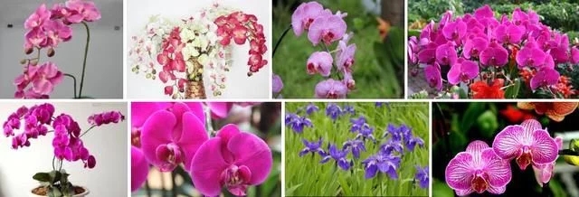 蝴蝶蘭的花語與傳說你知道嗎