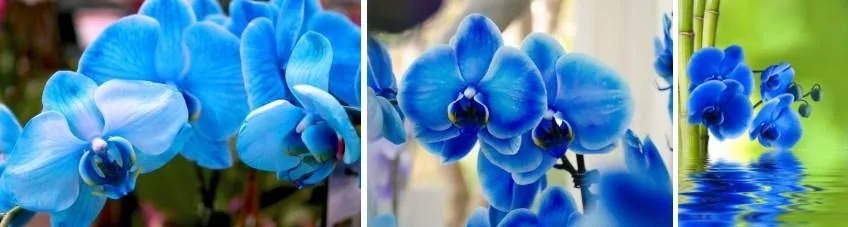 蝴蝶蘭的花語與傳說你知道嗎