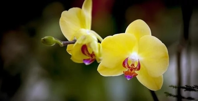 蝴蝶蘭的花語與傳說你知道嗎
