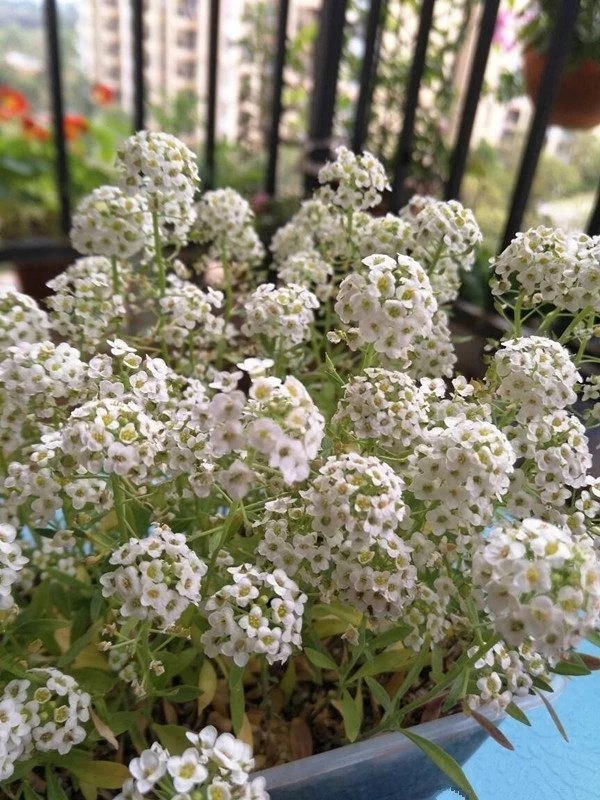 香雪球花期長，爆盆容易極芳香，是盆栽佳品