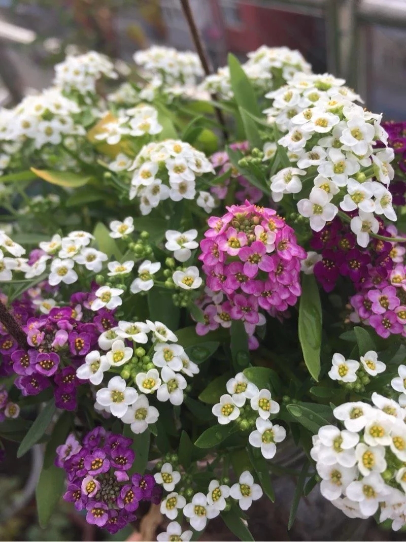 香雪球花期長，爆盆容易極芳香，是盆栽佳品