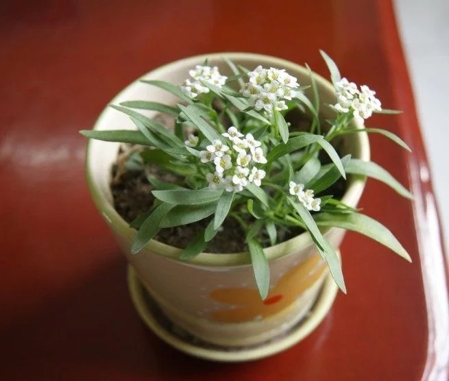 香雪球花期長，爆盆容易極芳香，是盆栽佳品