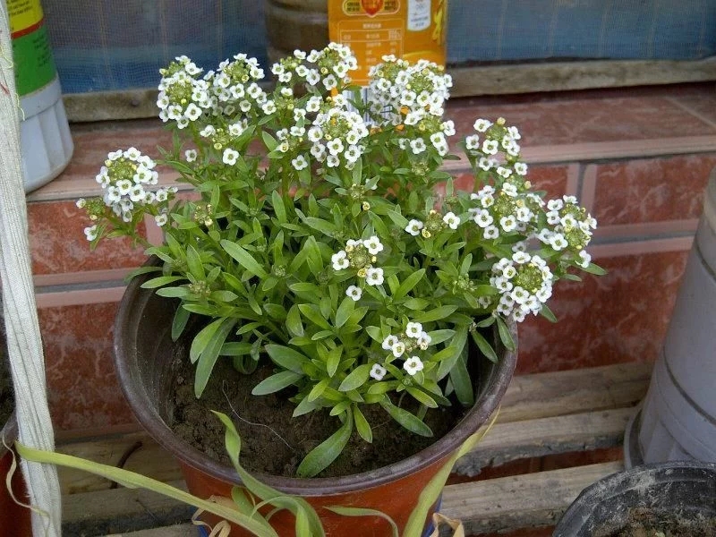 香雪球花期長，爆盆容易極芳香，是盆栽佳品