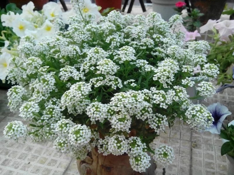 香雪球花期長，爆盆容易極芳香，是盆栽佳品