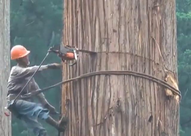 老人去世后，千年古樹被人私自一刀刀砍倒