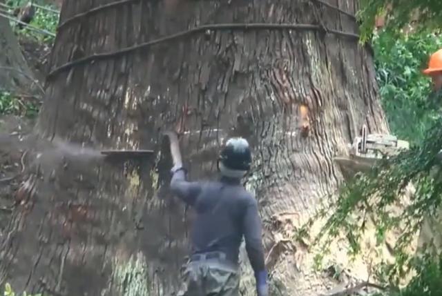 老人去世后，千年古樹被人私自一刀刀砍倒