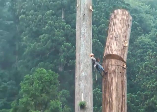 老人去世后，千年古樹被人私自一刀刀砍倒