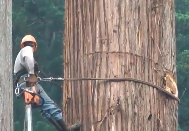 老人去世后，千年古樹被人私自一刀刀砍倒