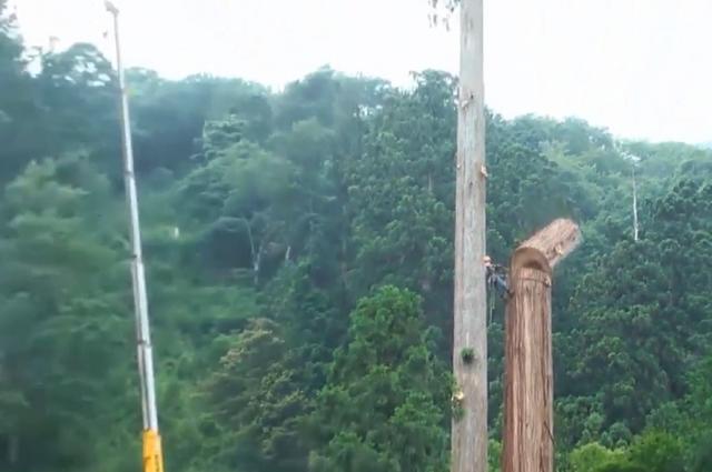 老人去世后，千年古樹被人私自一刀刀砍倒