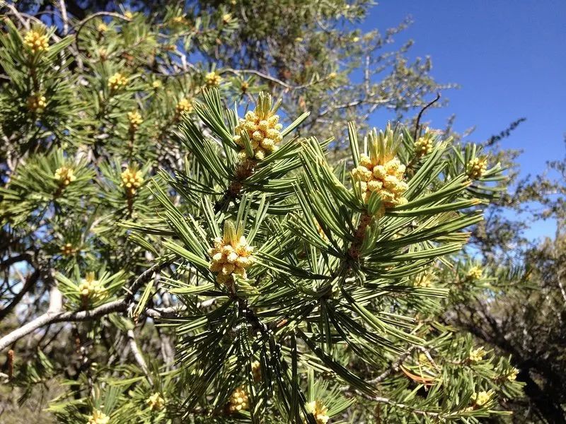 植物可以協助破案？