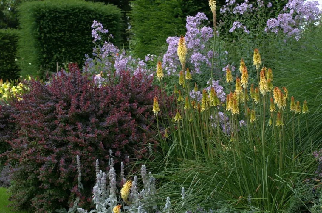 混合花境設(shè)計與種植建議