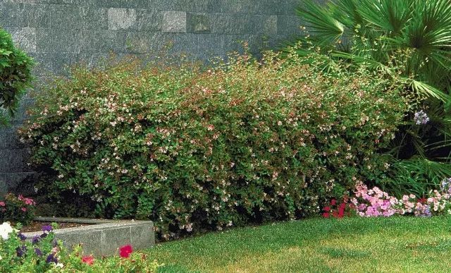 混合花境設(shè)計與種植建議