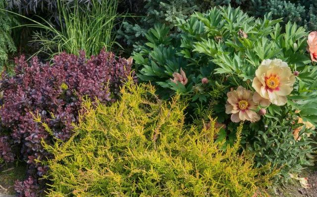 混合花境設(shè)計與種植建議