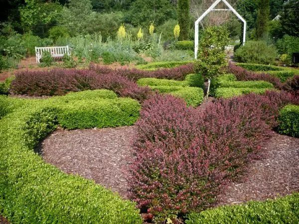 混合花境設(shè)計與種植建議