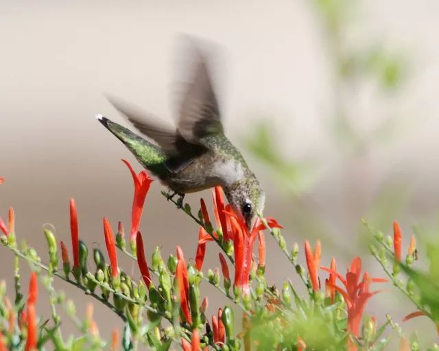 混合花境設(shè)計與種植建議