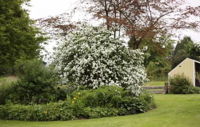 混合花境設(shè)計與種植建議