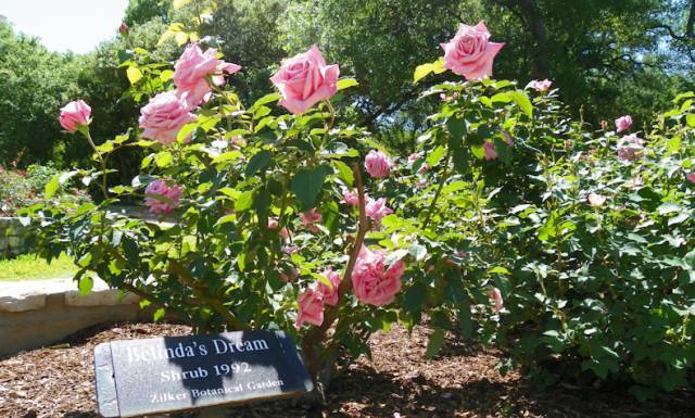 混合花境設(shè)計與種植建議