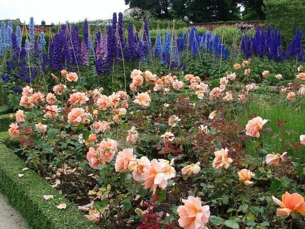 混合花境設(shè)計與種植建議