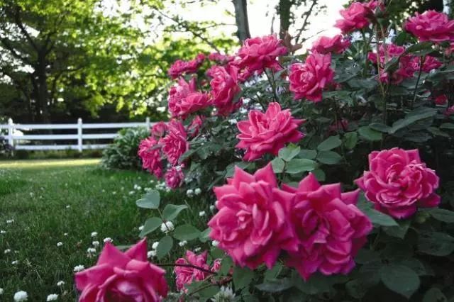 混合花境設(shè)計與種植建議