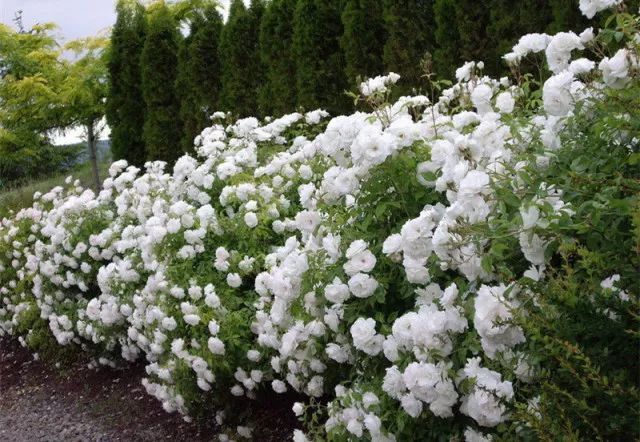 混合花境設(shè)計與種植建議