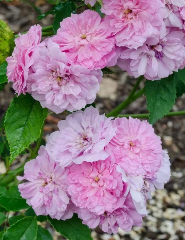 混合花境設(shè)計與種植建議