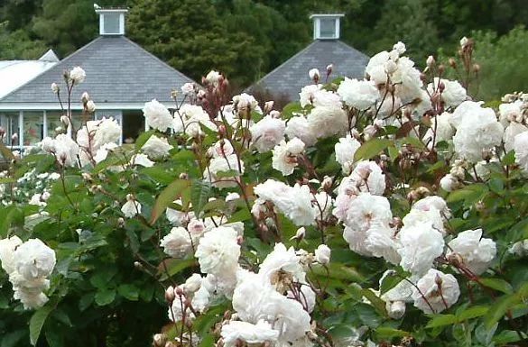 混合花境設(shè)計與種植建議