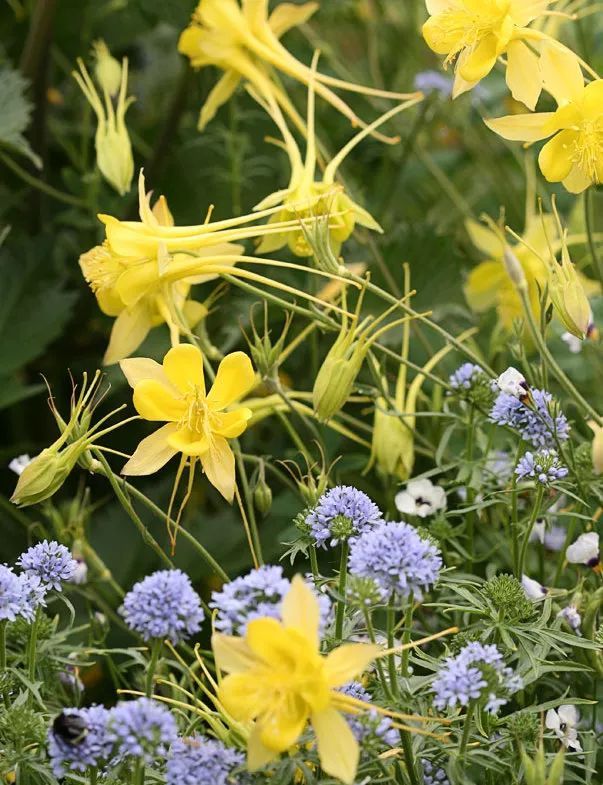 混合花境設(shè)計與種植建議