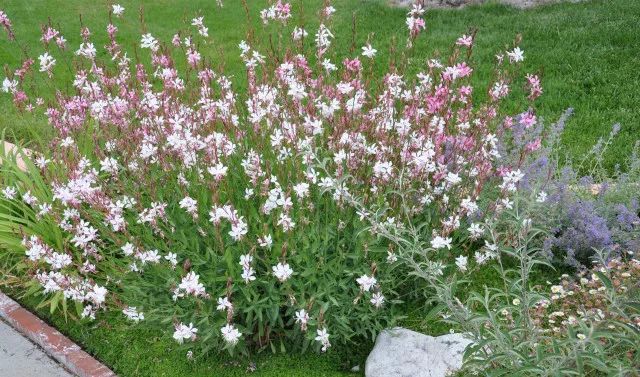 混合花境設(shè)計與種植建議