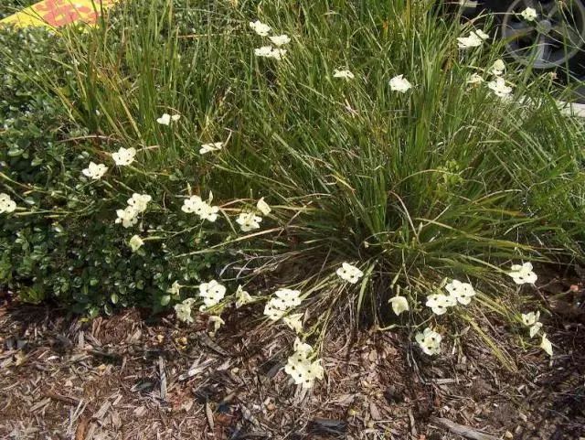 混合花境設(shè)計與種植建議