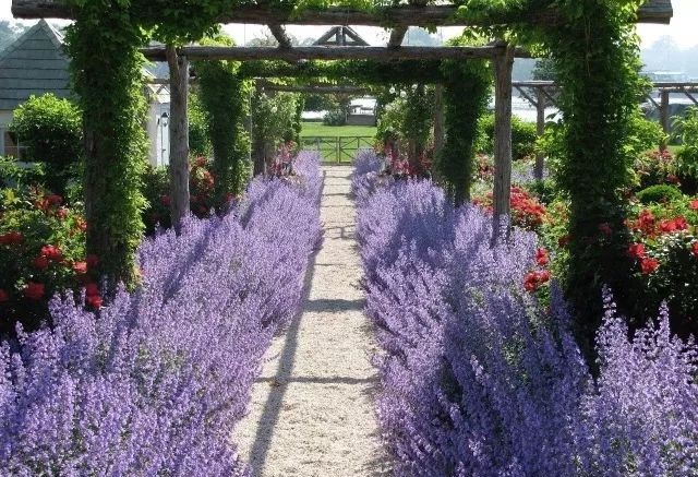 混合花境設(shè)計與種植建議