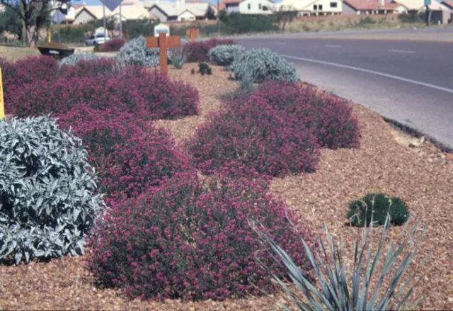 混合花境設(shè)計與種植建議