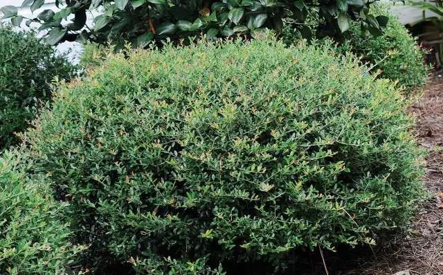 混合花境設(shè)計與種植建議