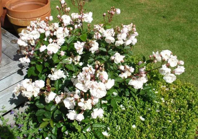 混合花境設(shè)計與種植建議