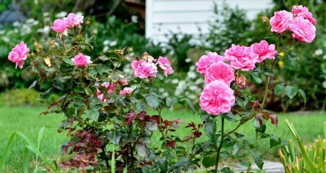 混合花境設(shè)計與種植建議