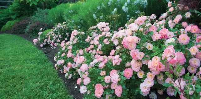 混合花境設(shè)計與種植建議