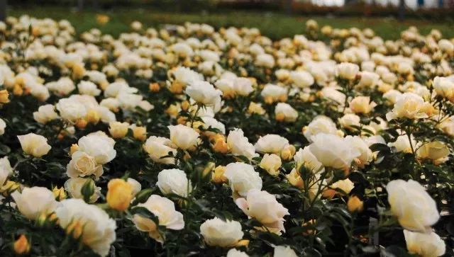 混合花境設(shè)計與種植建議