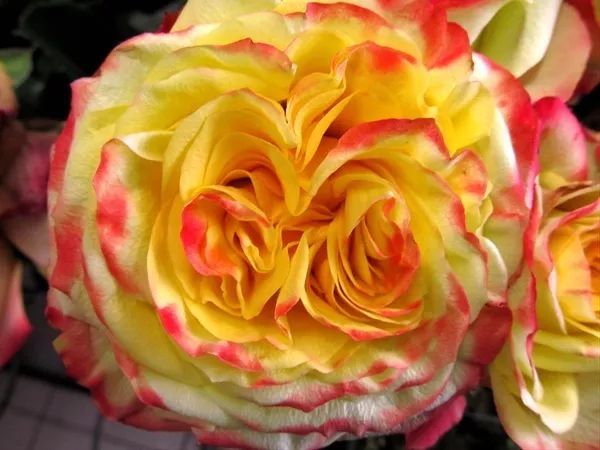 混合花境設(shè)計與種植建議