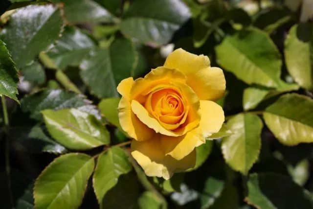 混合花境設(shè)計與種植建議