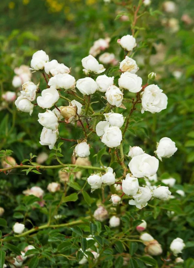 混合花境設(shè)計與種植建議