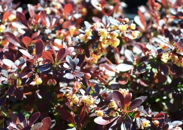 混合花境設(shè)計與種植建議